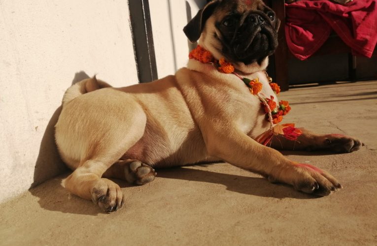 कुकुर तिहार मनाइँदै